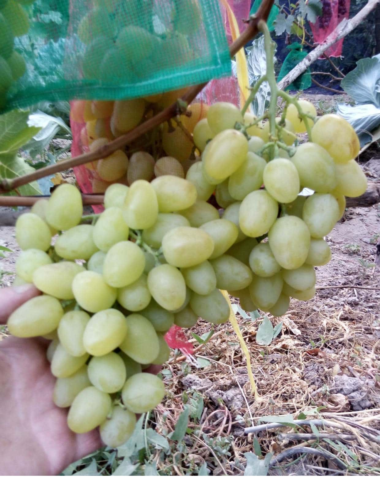 сорт винограда Аркадия
