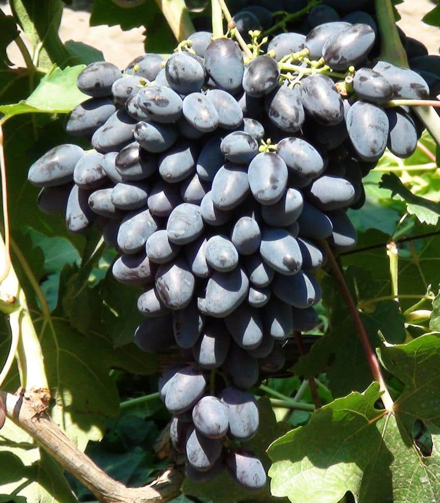 сорт винограда Атос