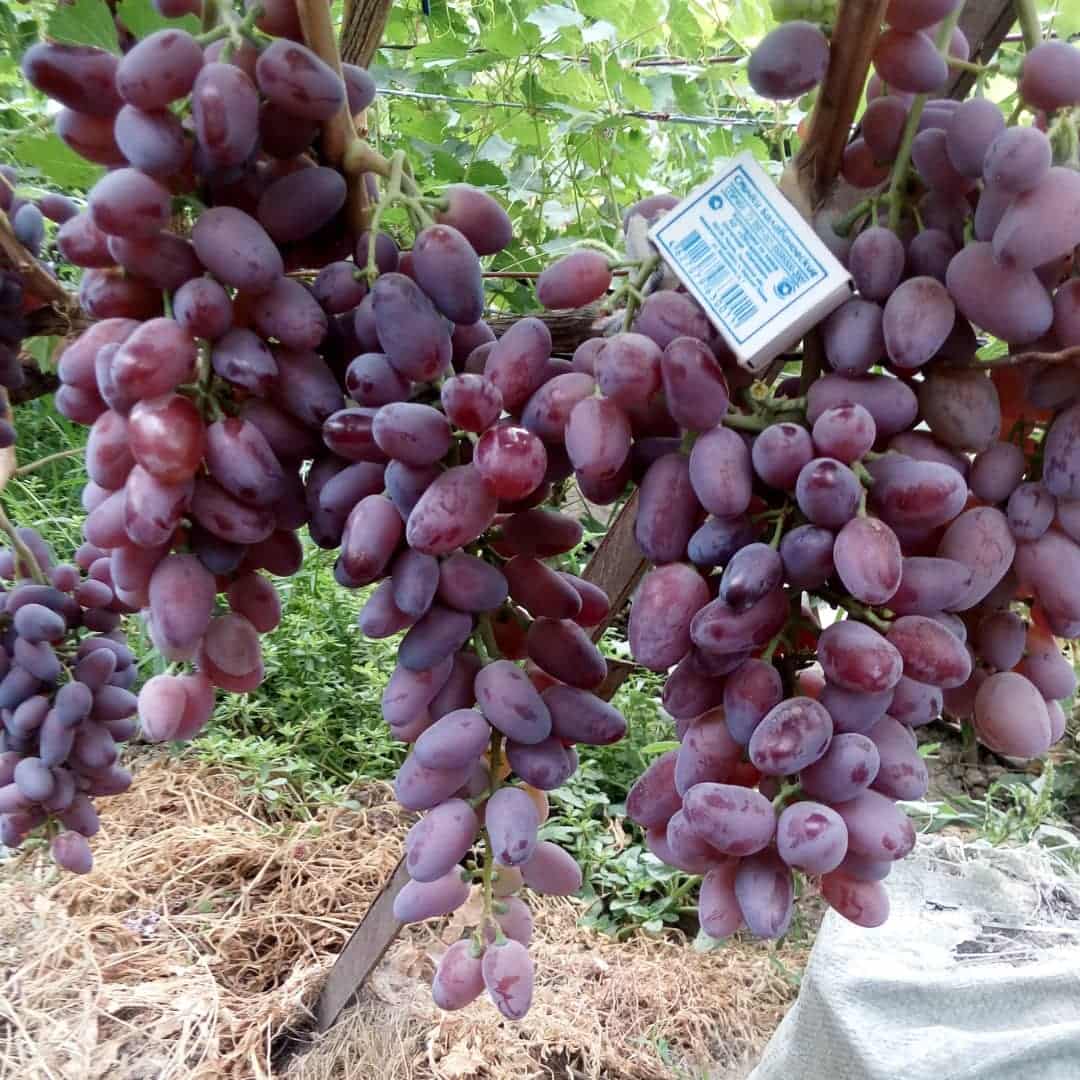 сорт винограда Байконур