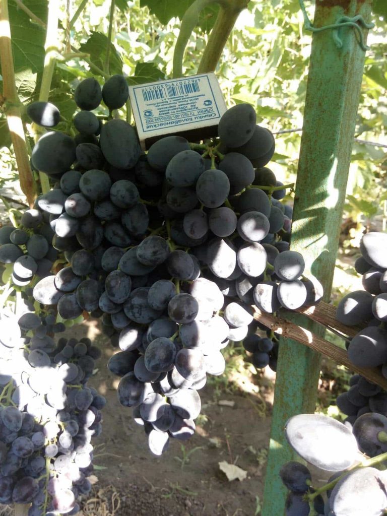 сорт винограда Гала
