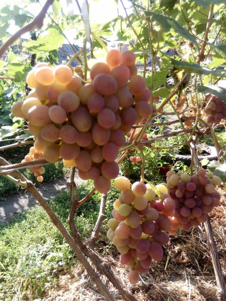 сорт винограда Гурман ранний