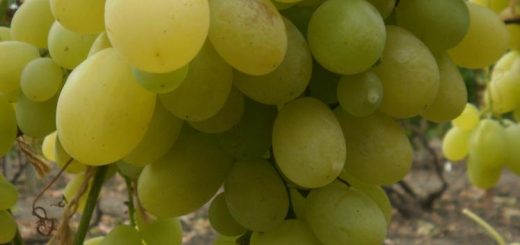 Сорт винограда Вива-Айка