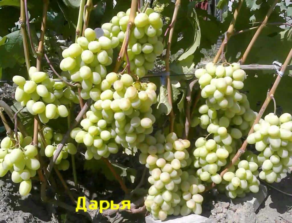 сорт винограда Дарья