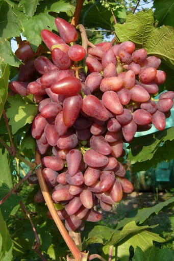 сорт винограда Дубовский розовый