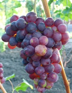 сорт винограда Импульс