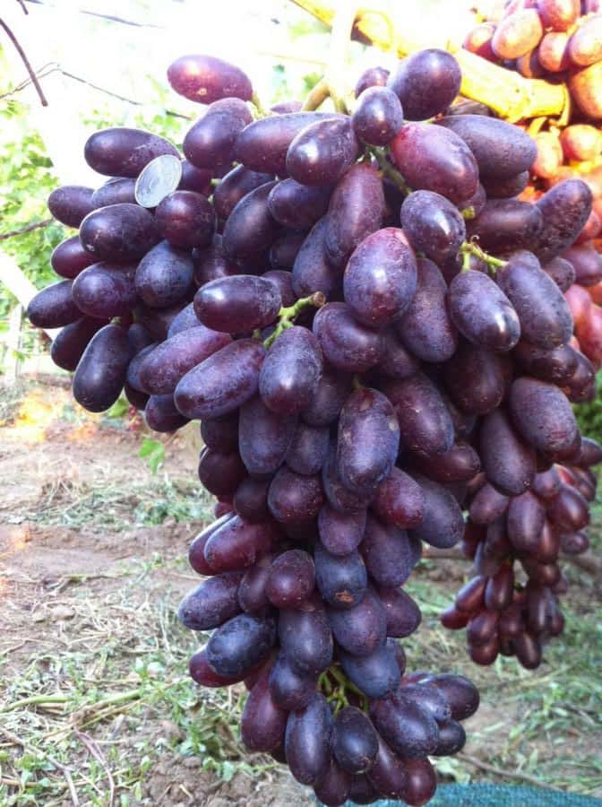 сорт винограда Князь Трубецкой