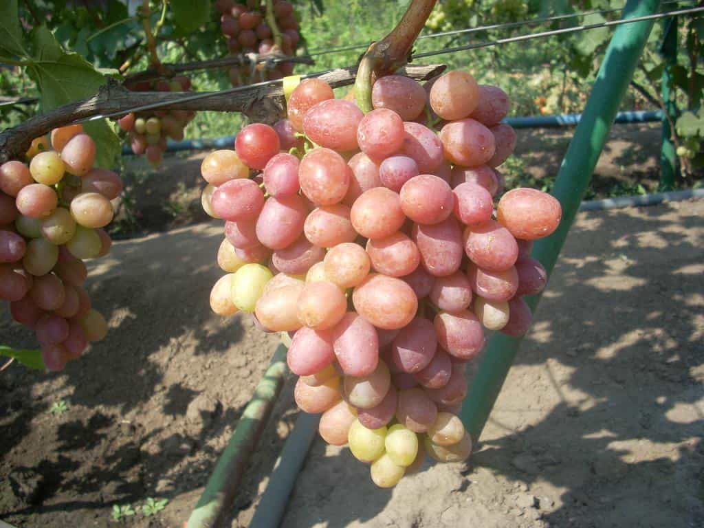 сорт винограда Ливия