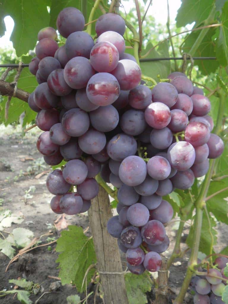 сорт винограда Рошфор