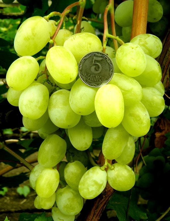 сорт винограда Хуторок