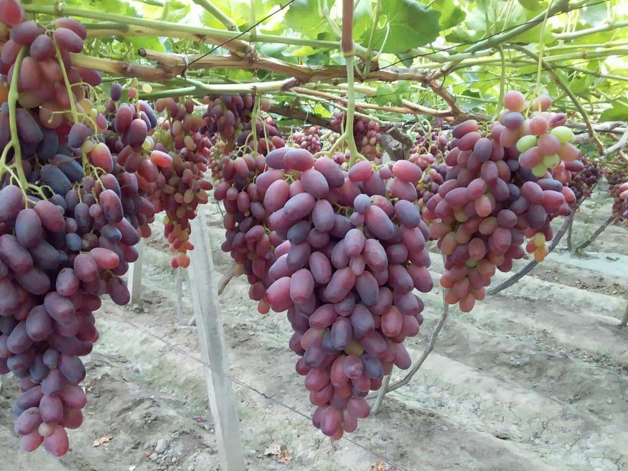 виноград Ризамат