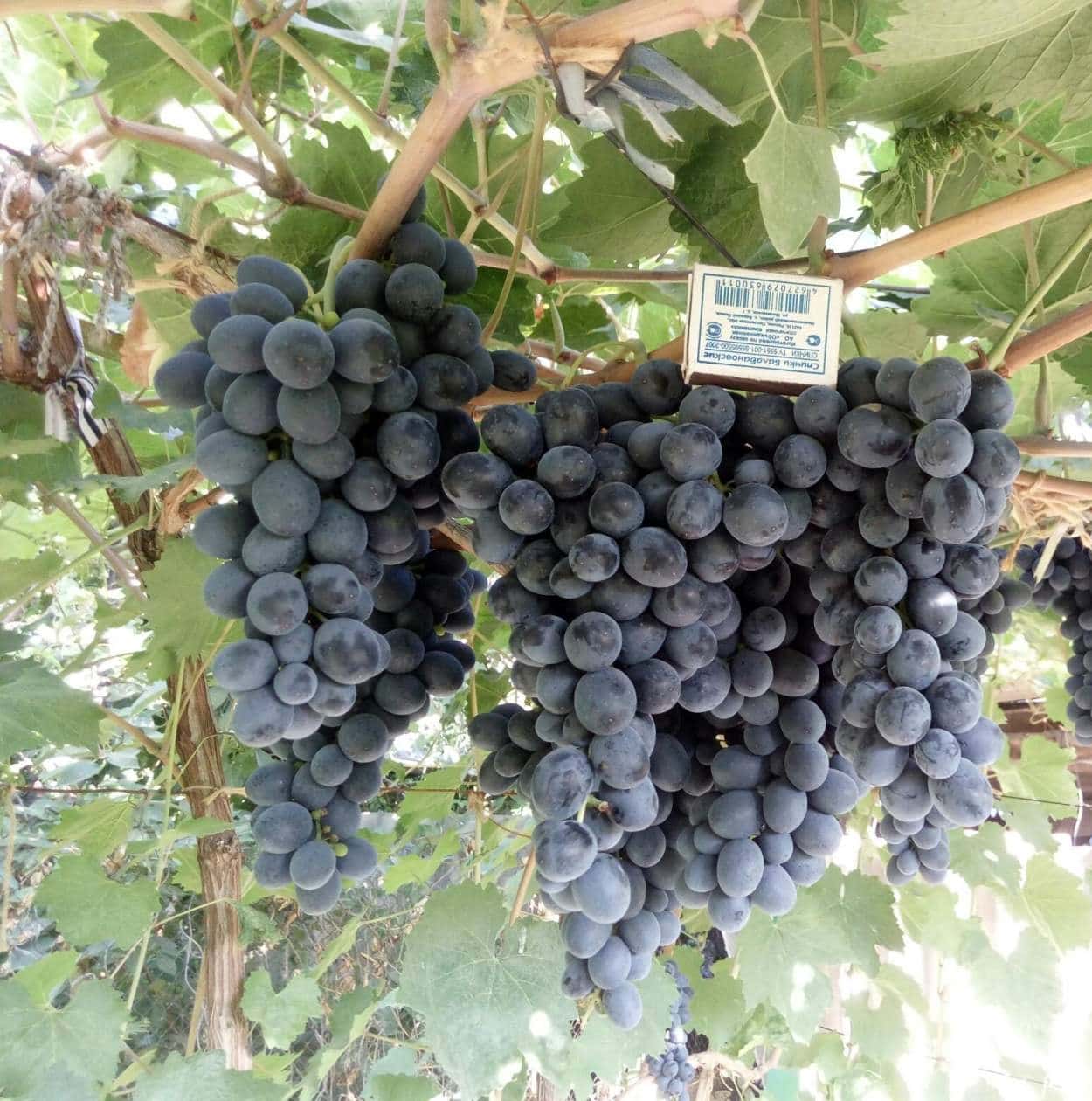 сорт винограда Сатени черный
