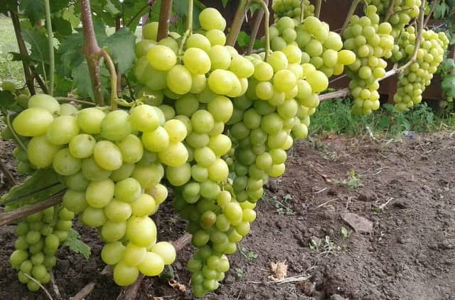 виноград Слава Украине
