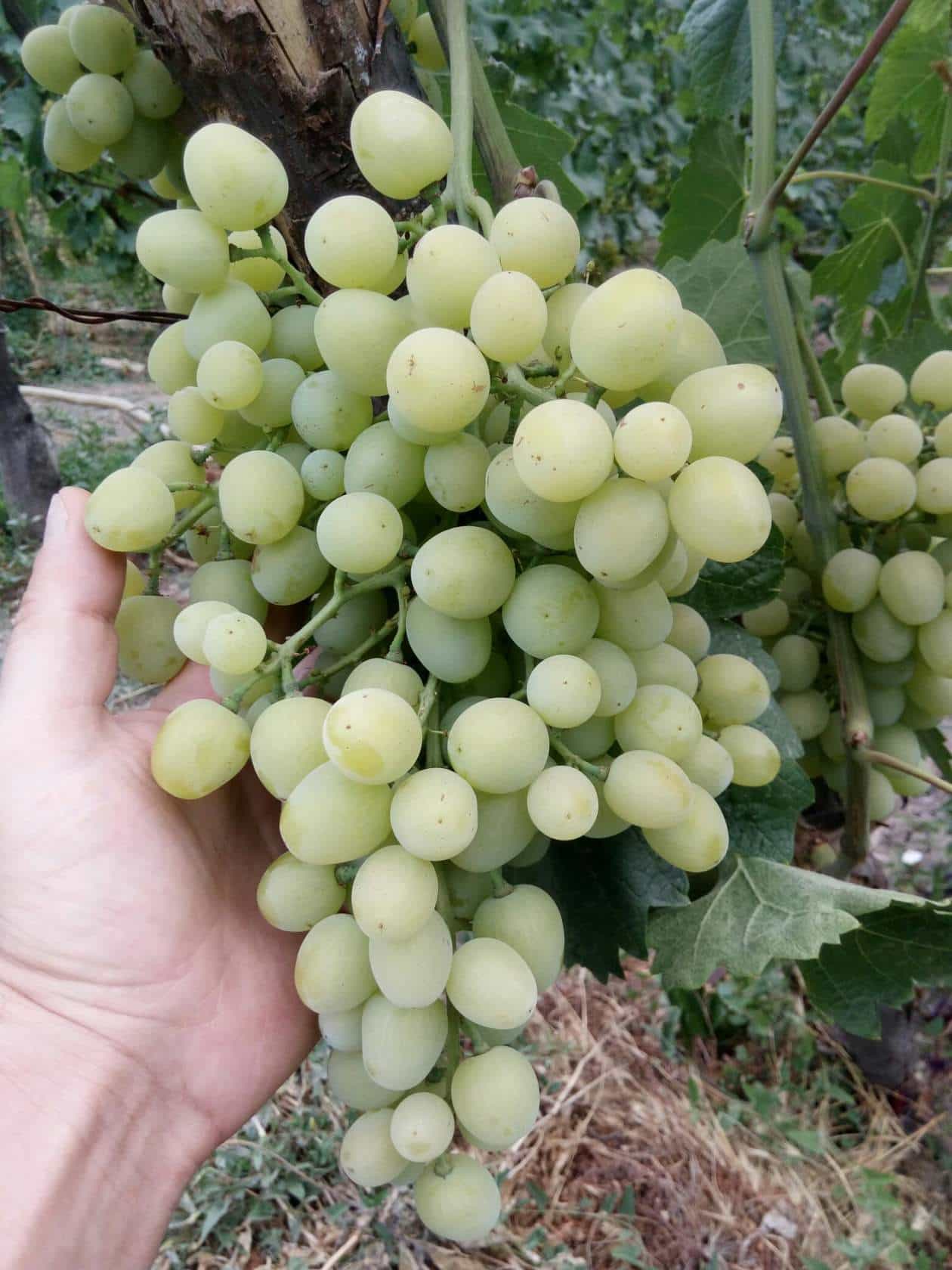 виноград Супер Экстра