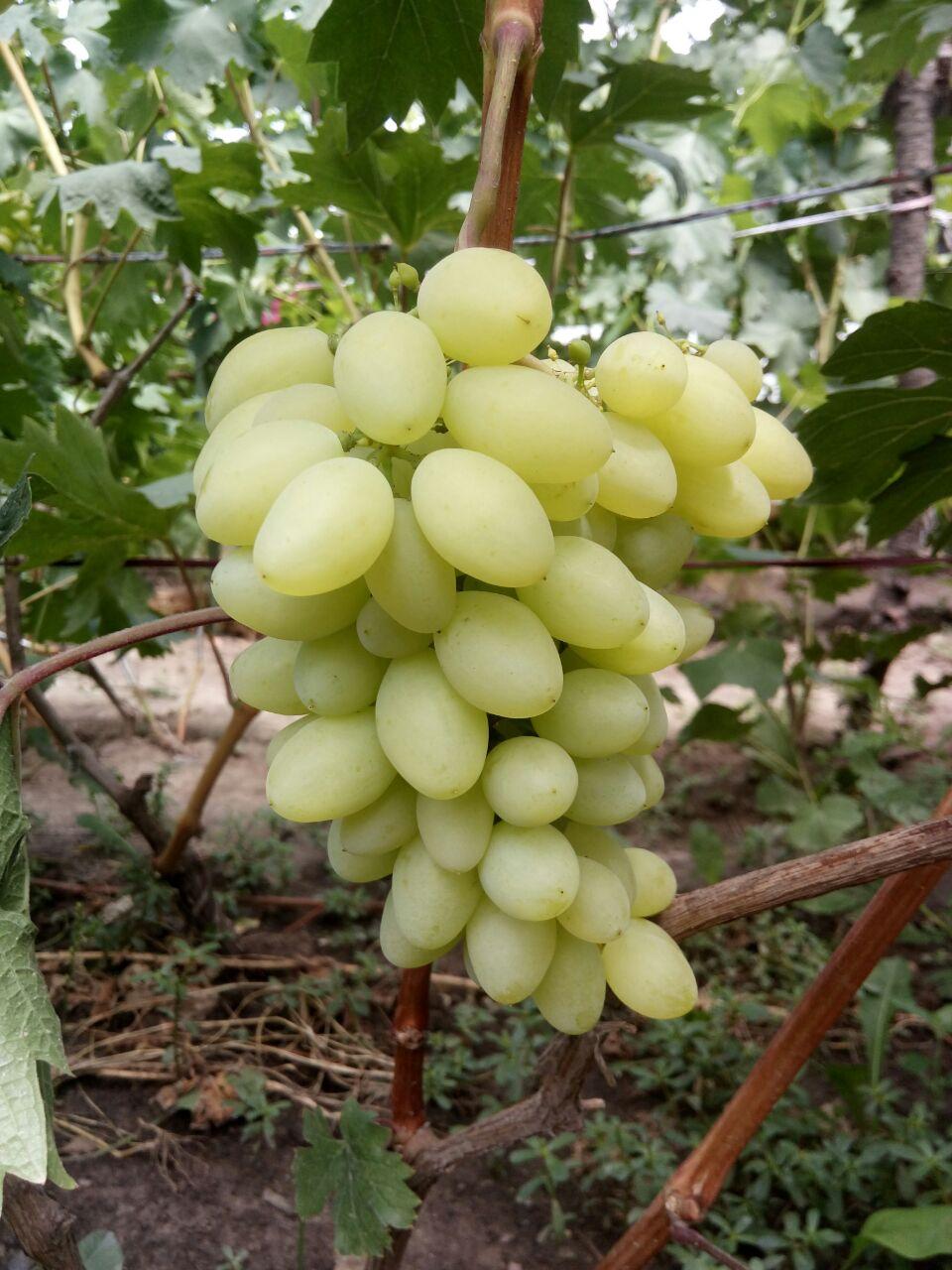 сорт винограда Вернисаж белый