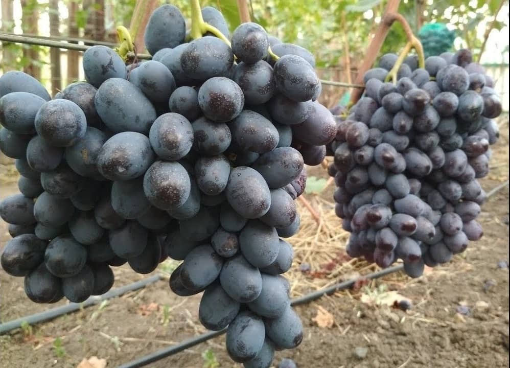 сорт винограда Лорано