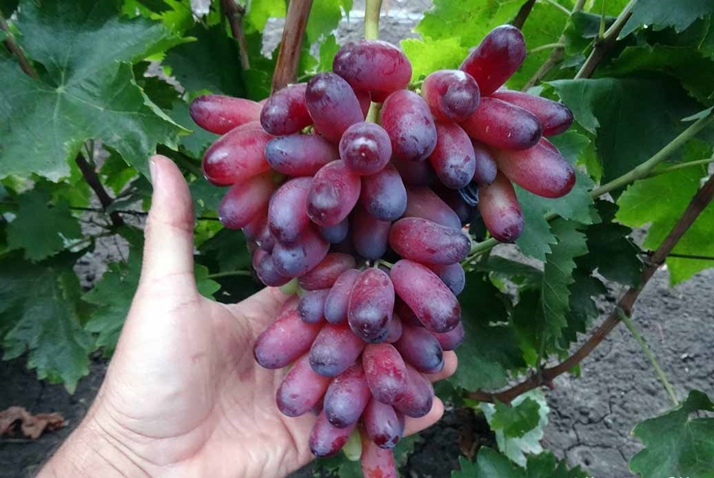 сорт винограда Маникюр фингер