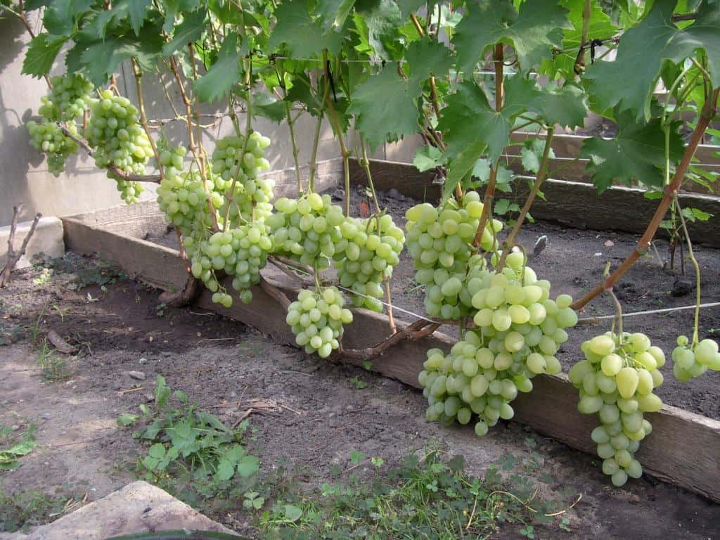 сорт винограда Хризолит
