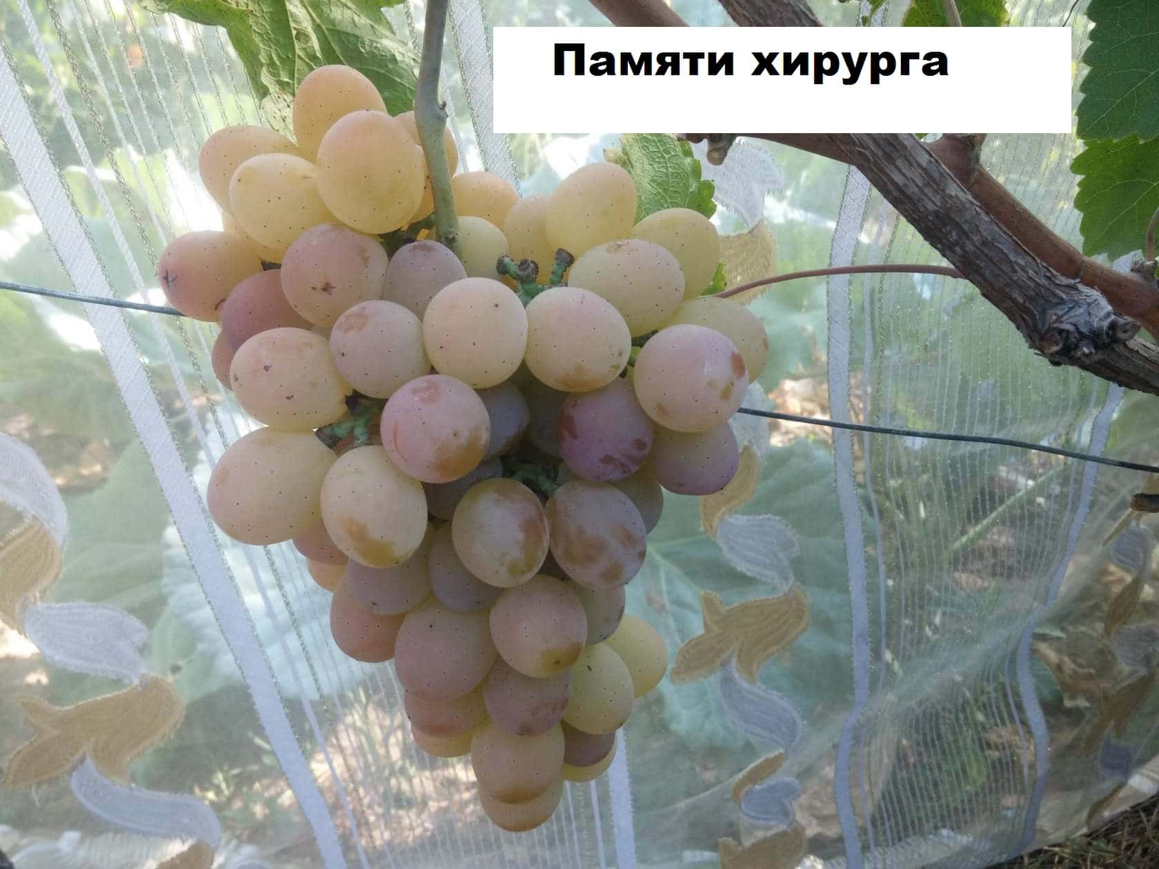 сорт винограда Памяти хирурга