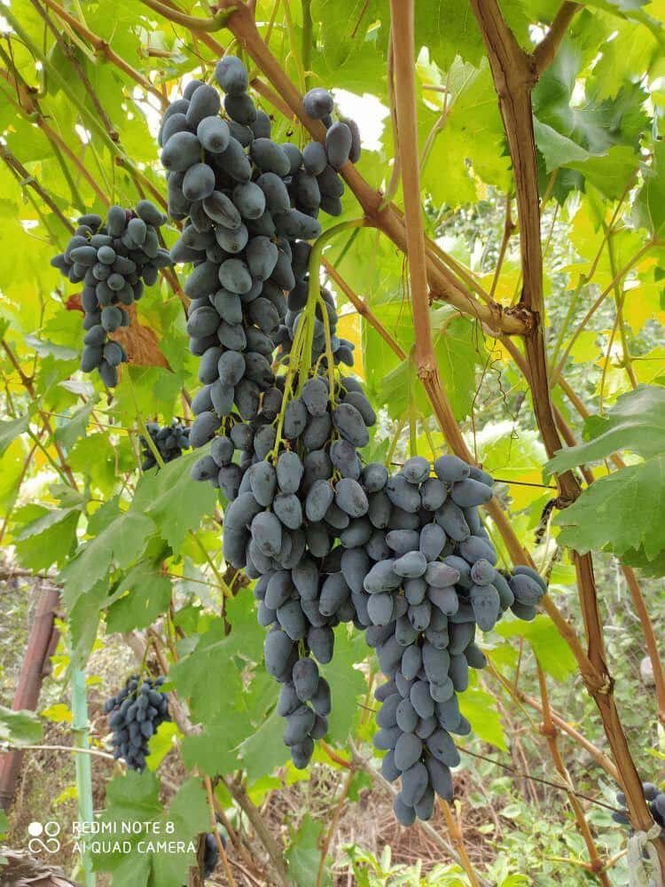 сорт винограда Памяти Негруля