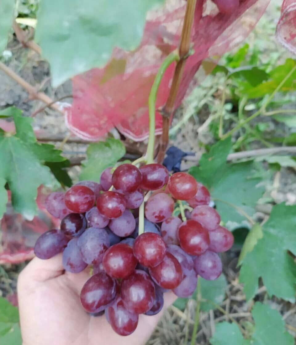 сорт винограда Джордано