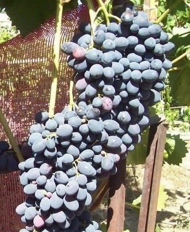сорт винограда Алма-Ата 9