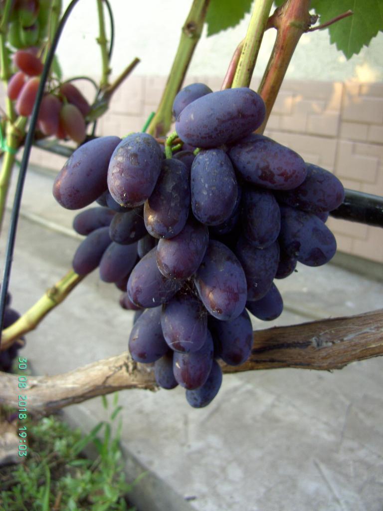 сорт винограда Алвика