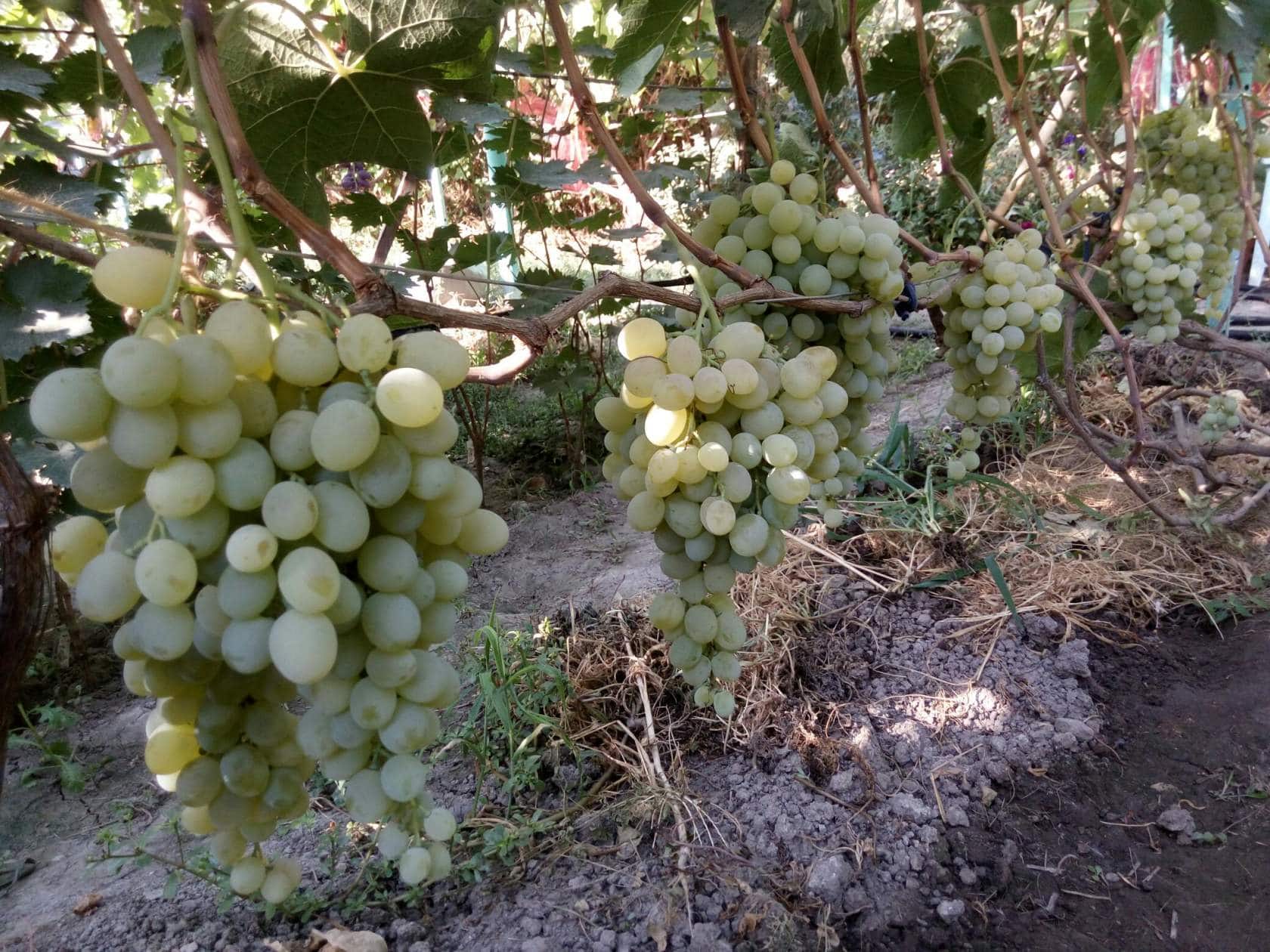 виноград Антоний Великий