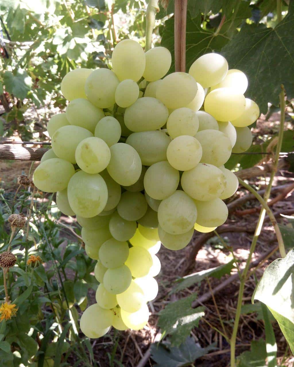 сорт винограда Антоний Великий