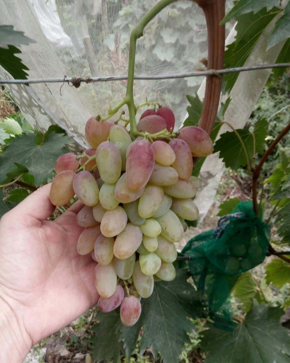 Матраса сорт винограда описание