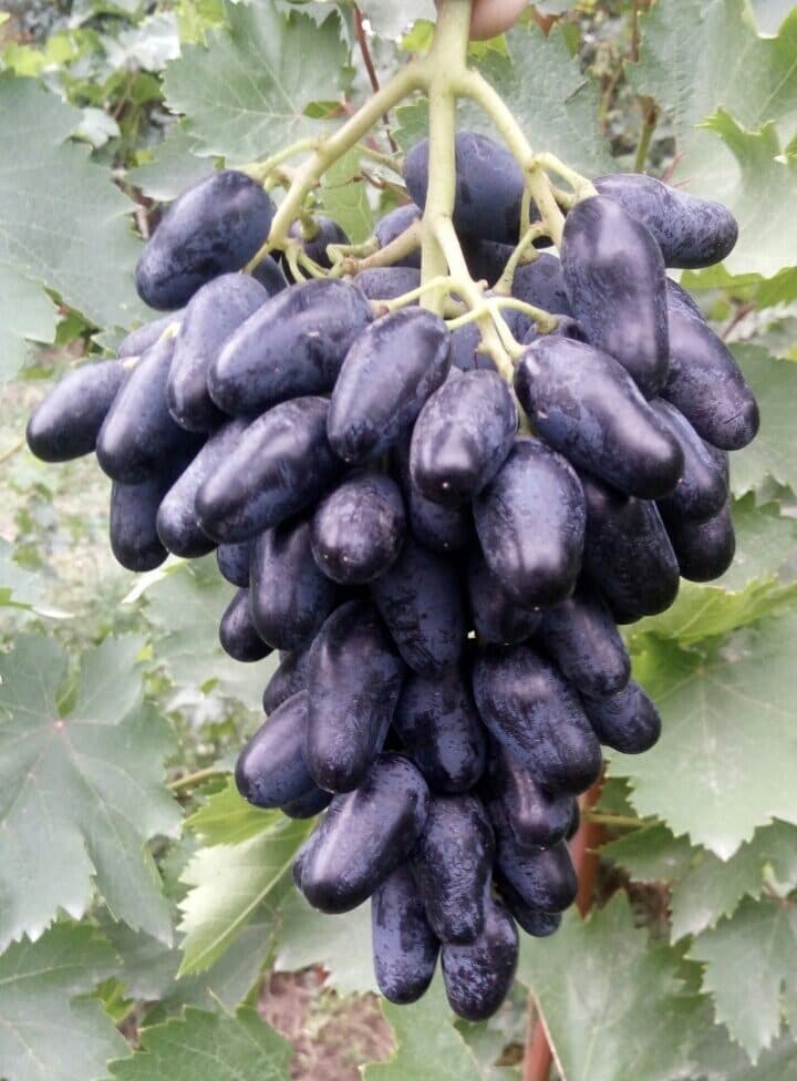 виноград Одесский сувенир