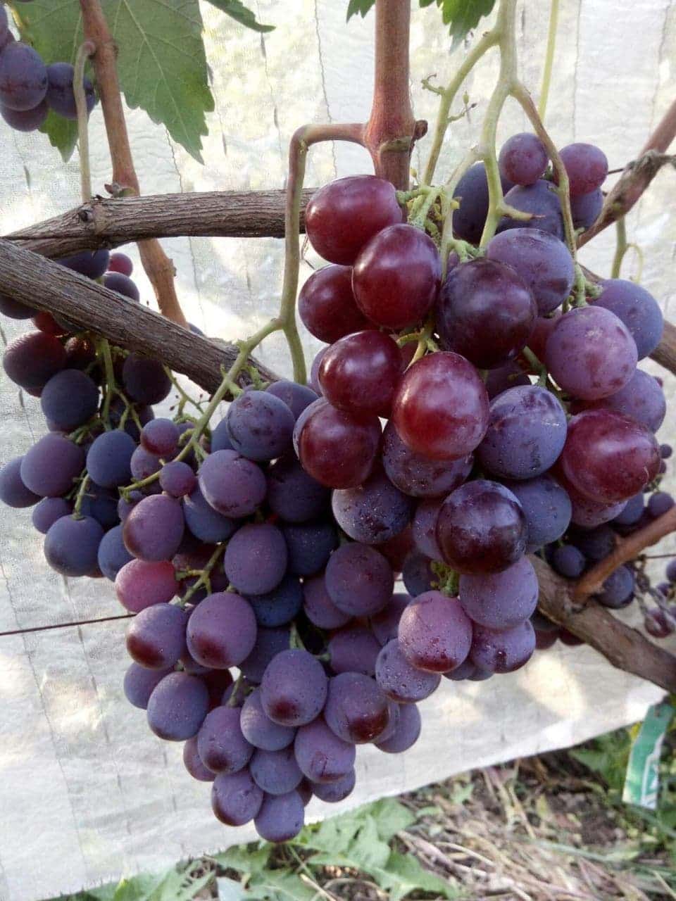 сорт винограда Ред Глоуб