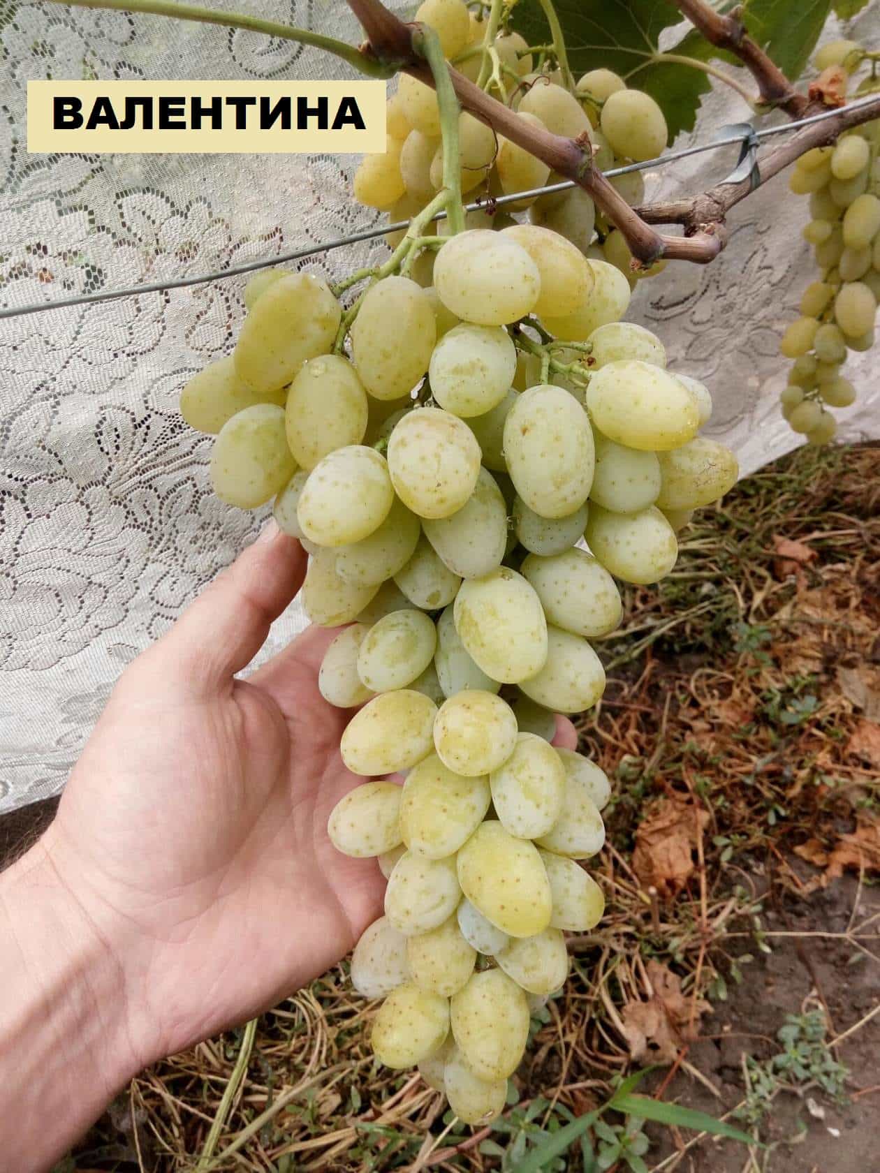сорт винограда Валентина