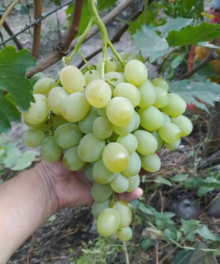сорт винограда Ванюша