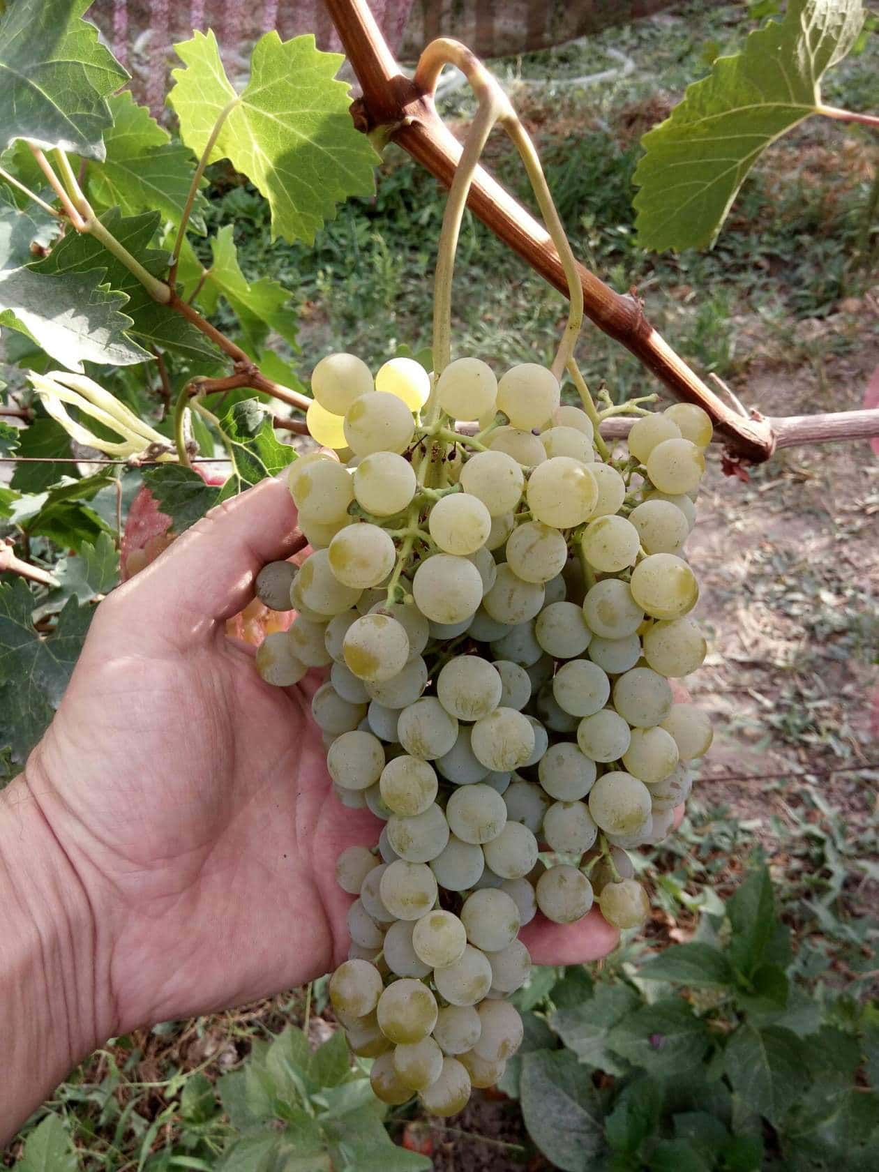 сорт винограда Цитронный Магарача