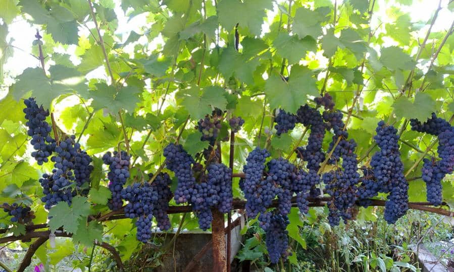 виноград Ливадийский чёрный