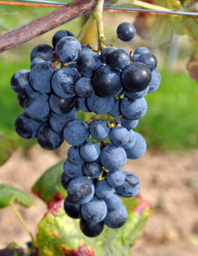 сорт винограда Буффало