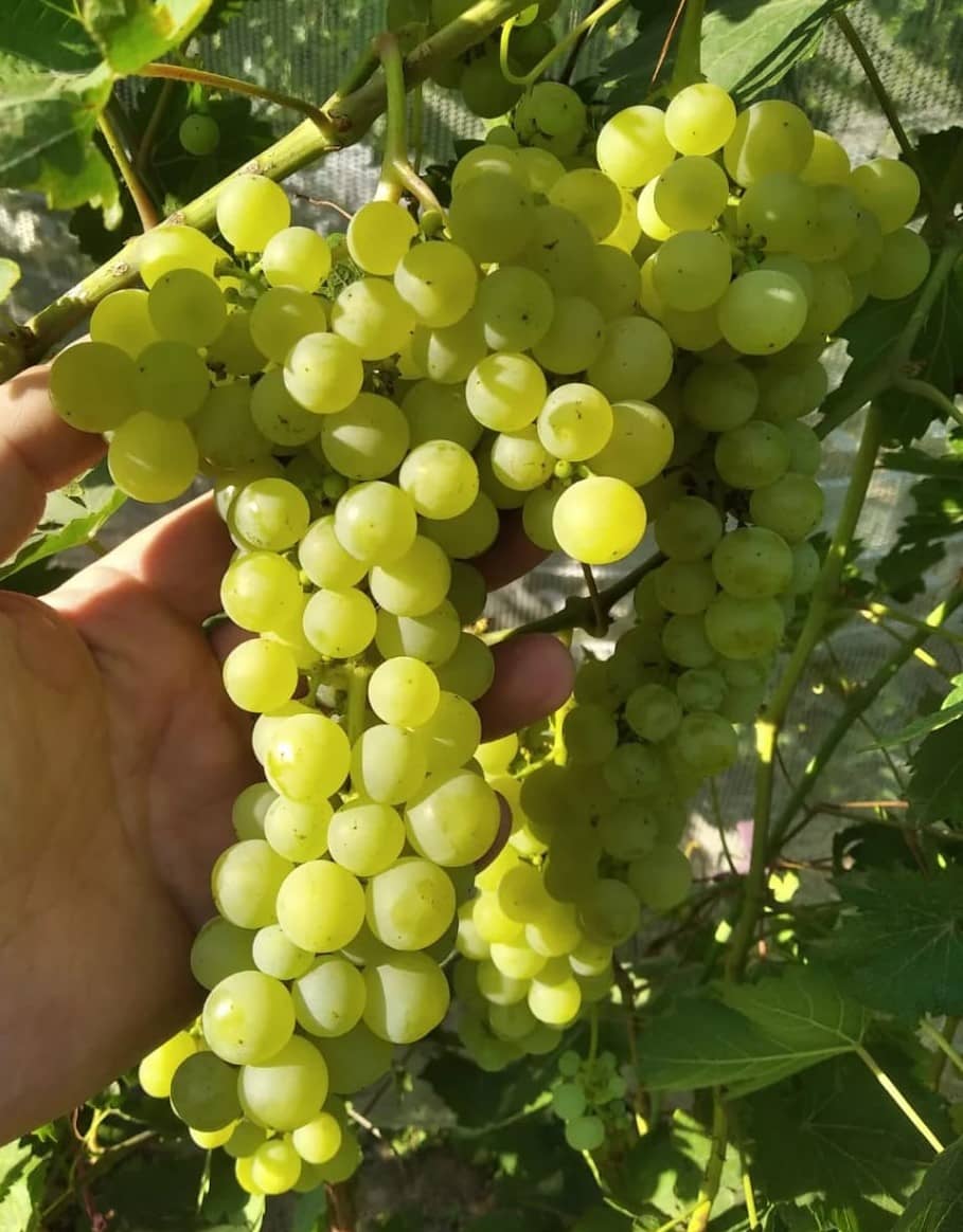 виноград Лиепаяс Дзинтарс