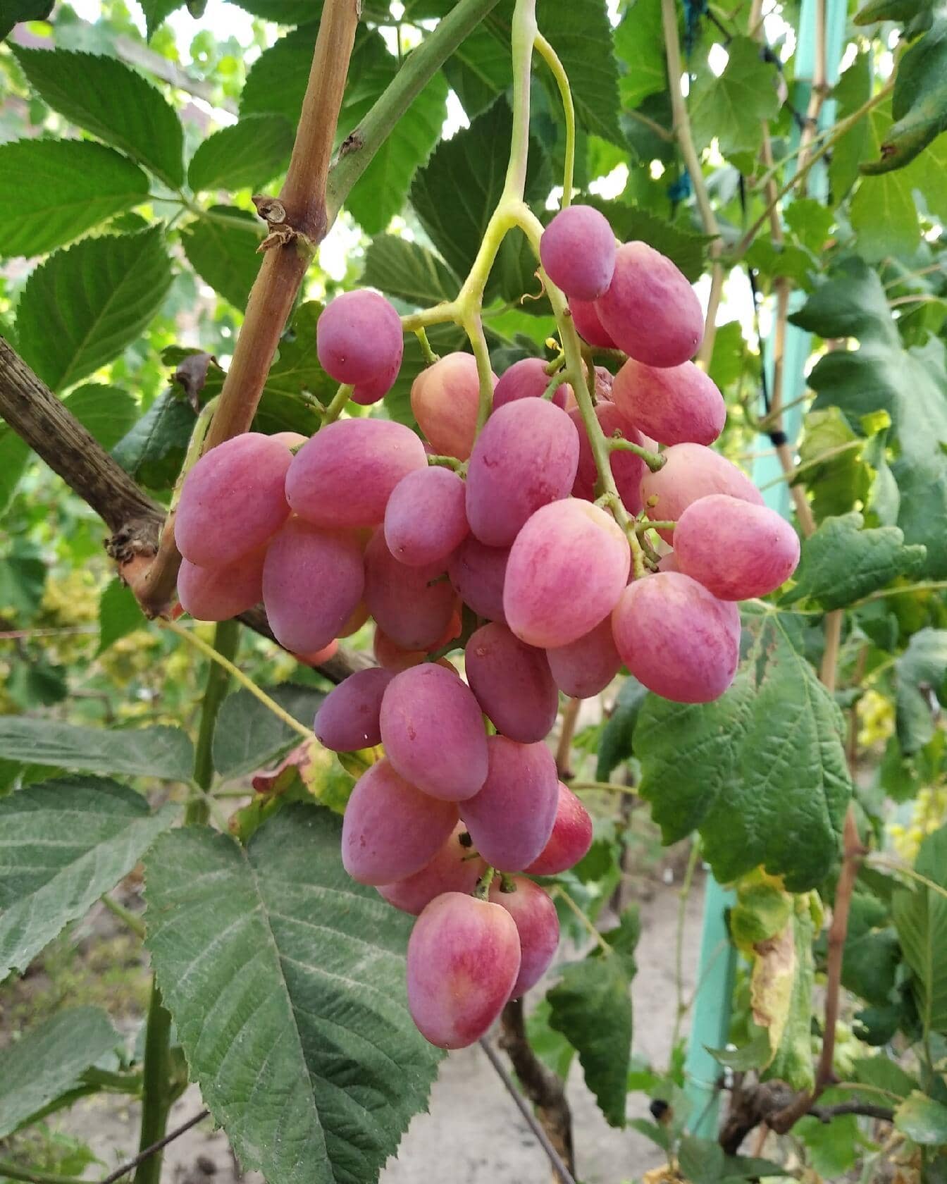 виноград Басанти