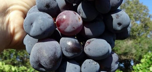 Описание и характеристики сорта винограда Улыбка особенности выращивания ухода фото и отзывы