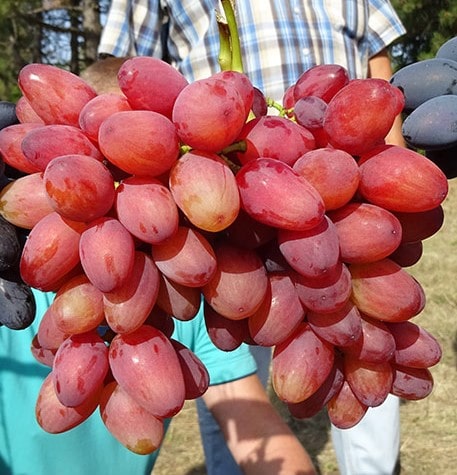 виноград Богема