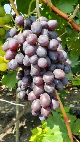 виноград Брависсимо