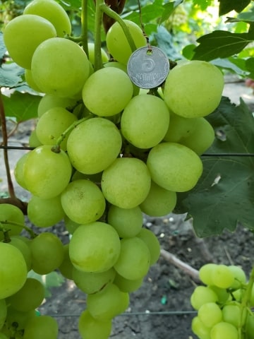 виноград Индиана