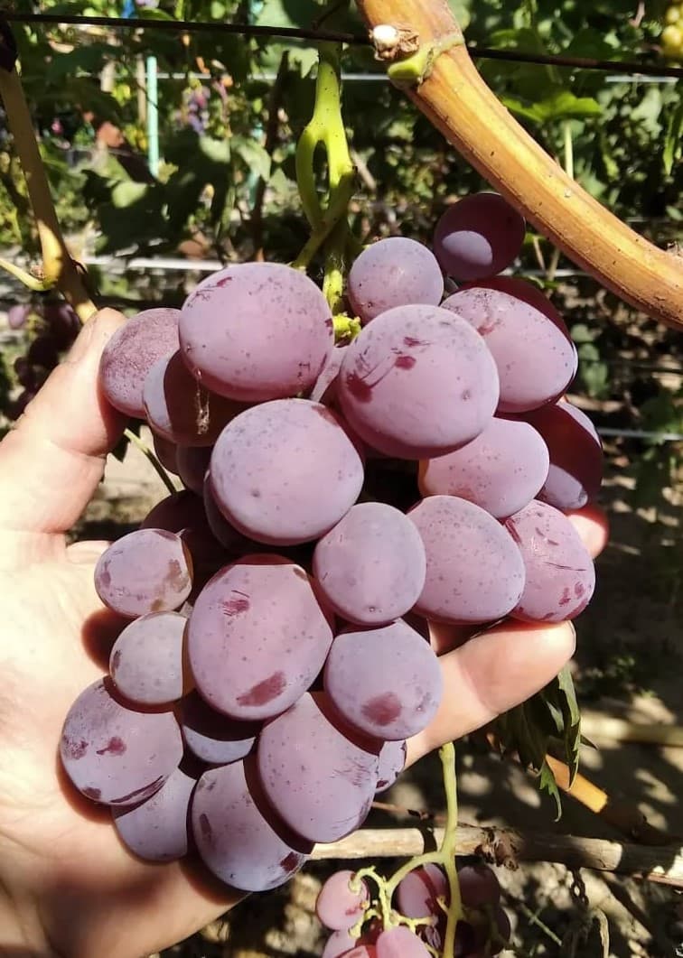 виноград Исполин