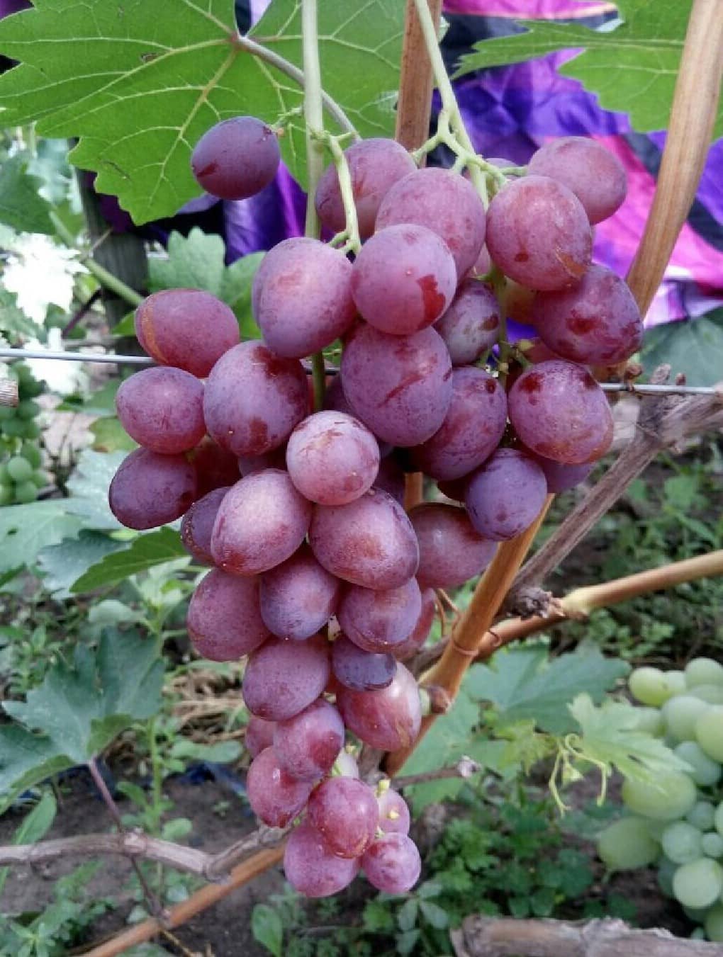виноград Изумление