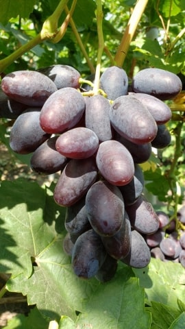виноград Эмир