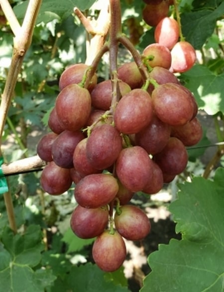 виноград Лазурь