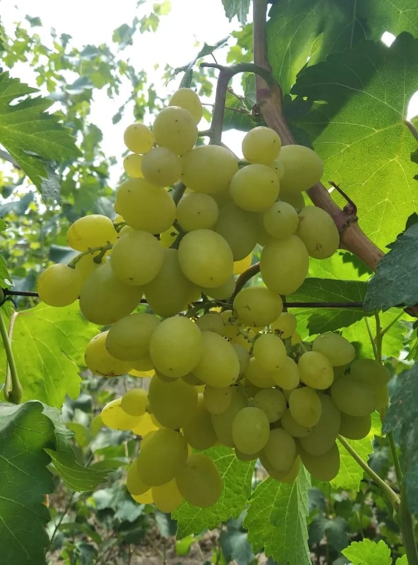 виноград Миланка