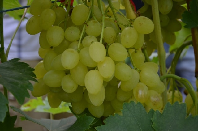 виноград Цимус
