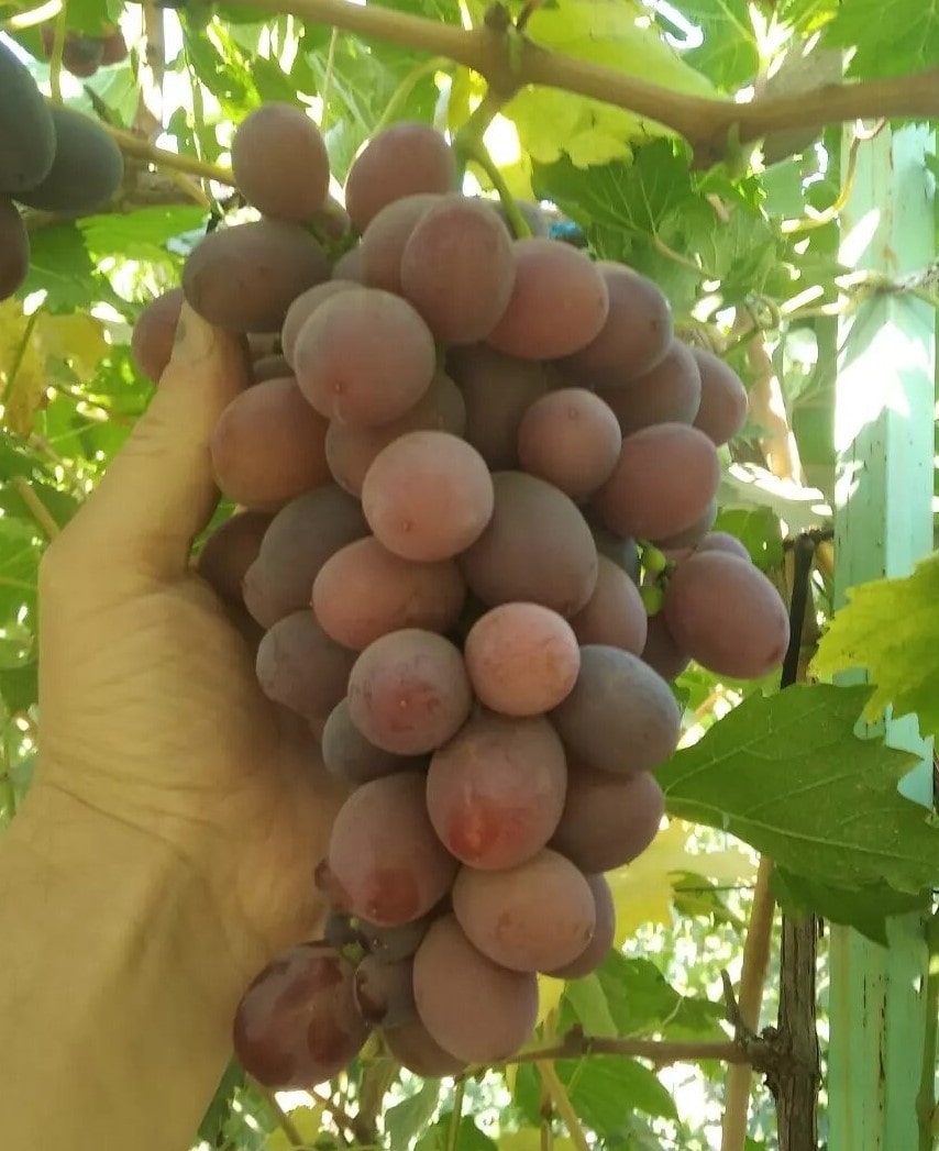 виноград Фаэтон