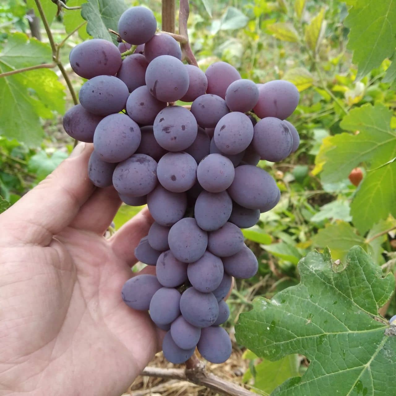виноград Клубничный